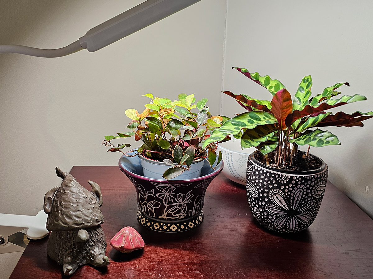 two houseplants on top of a bookshelf