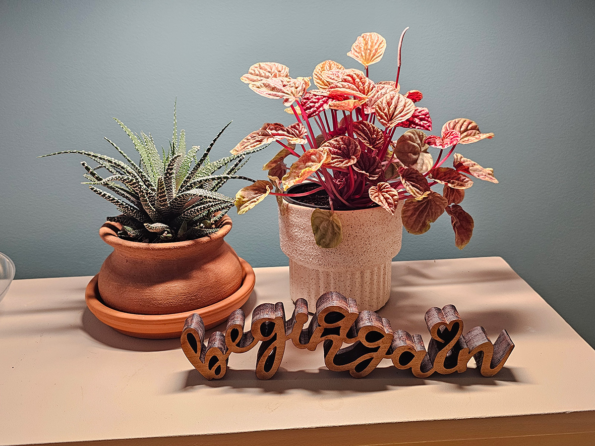 two houseplants in front of home decor sign