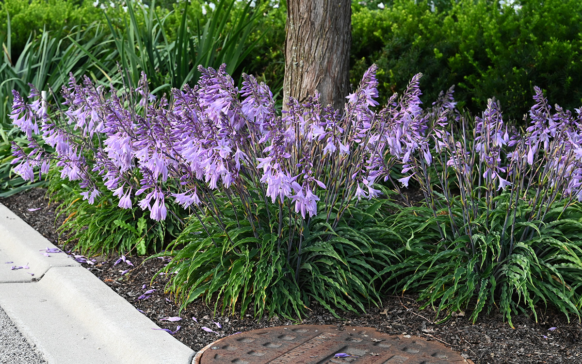 silly string hosta in bloom