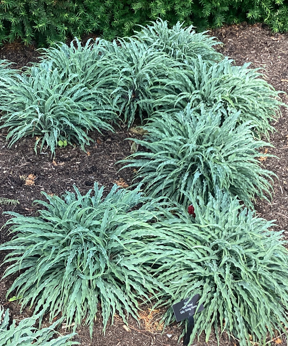 silly string hosta foliage