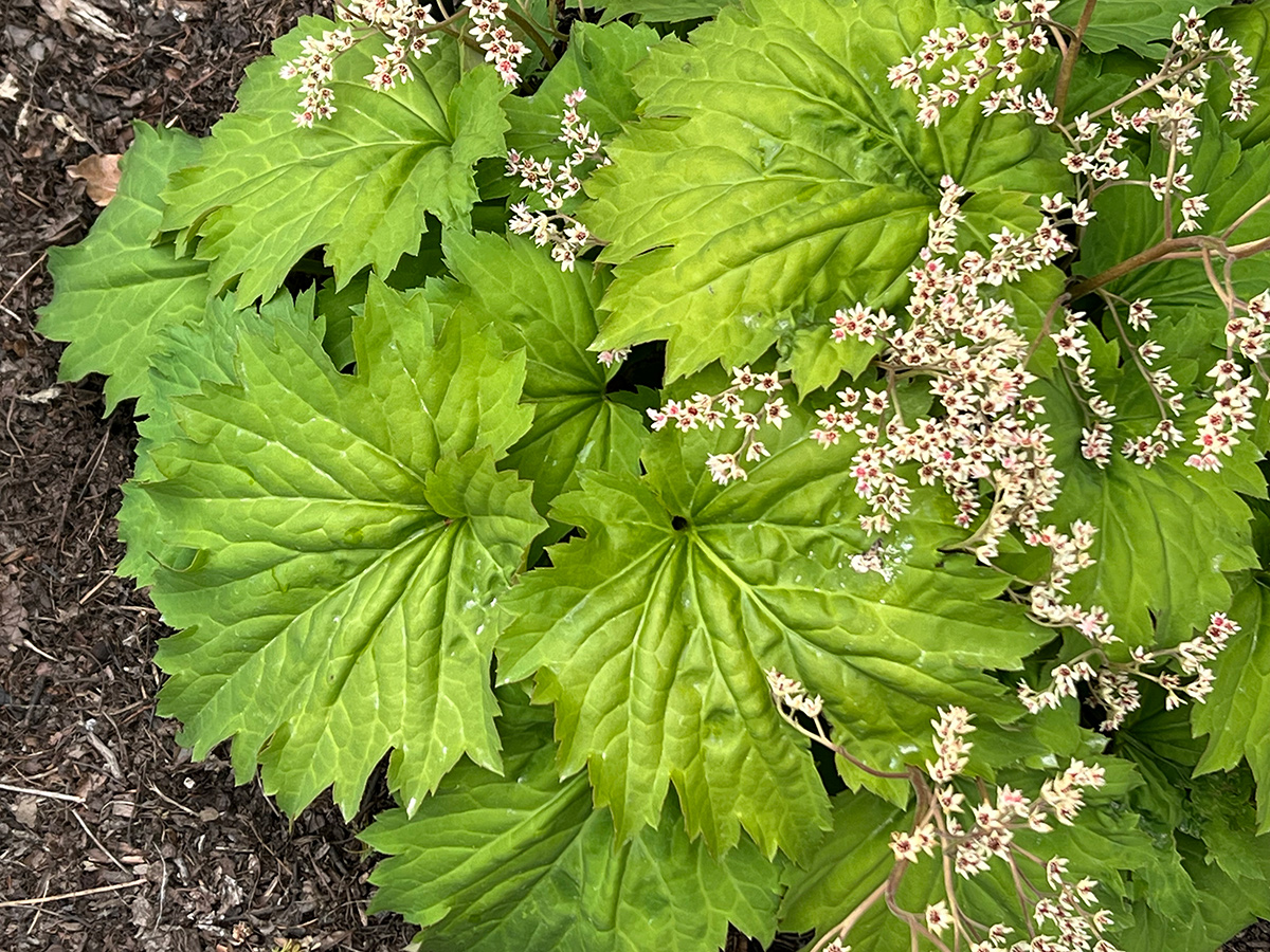 fusion of fire oredenia
