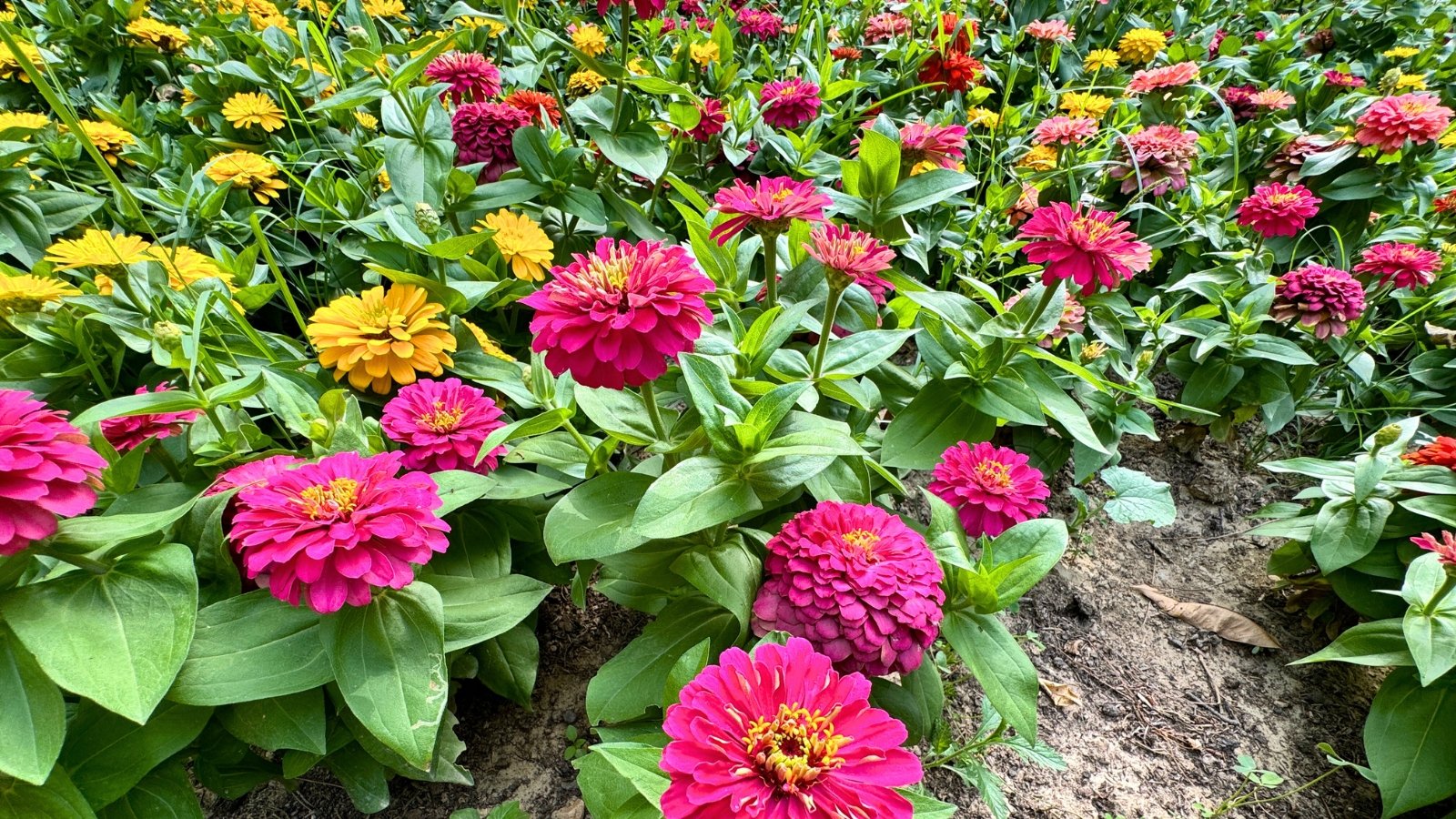 a colorful array of rounded magenta, crimson, and yellow flowers with many petals, among green leaves.