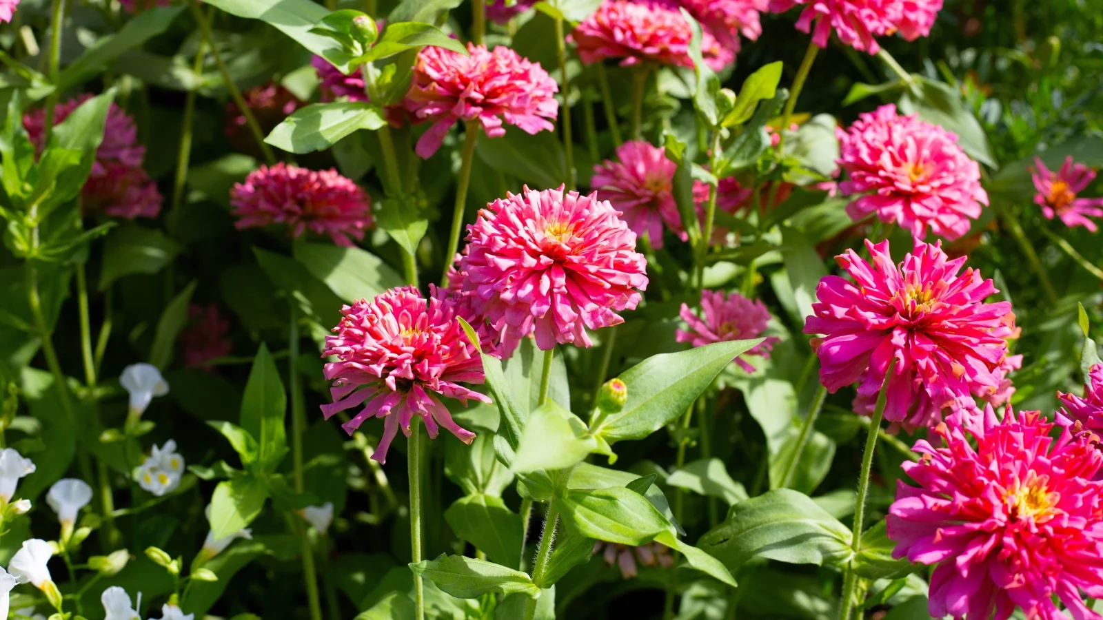 brightly pink-colored pom-pom-like blossoms on top of bushy stems with leafy growth under the bright sun in the garden.