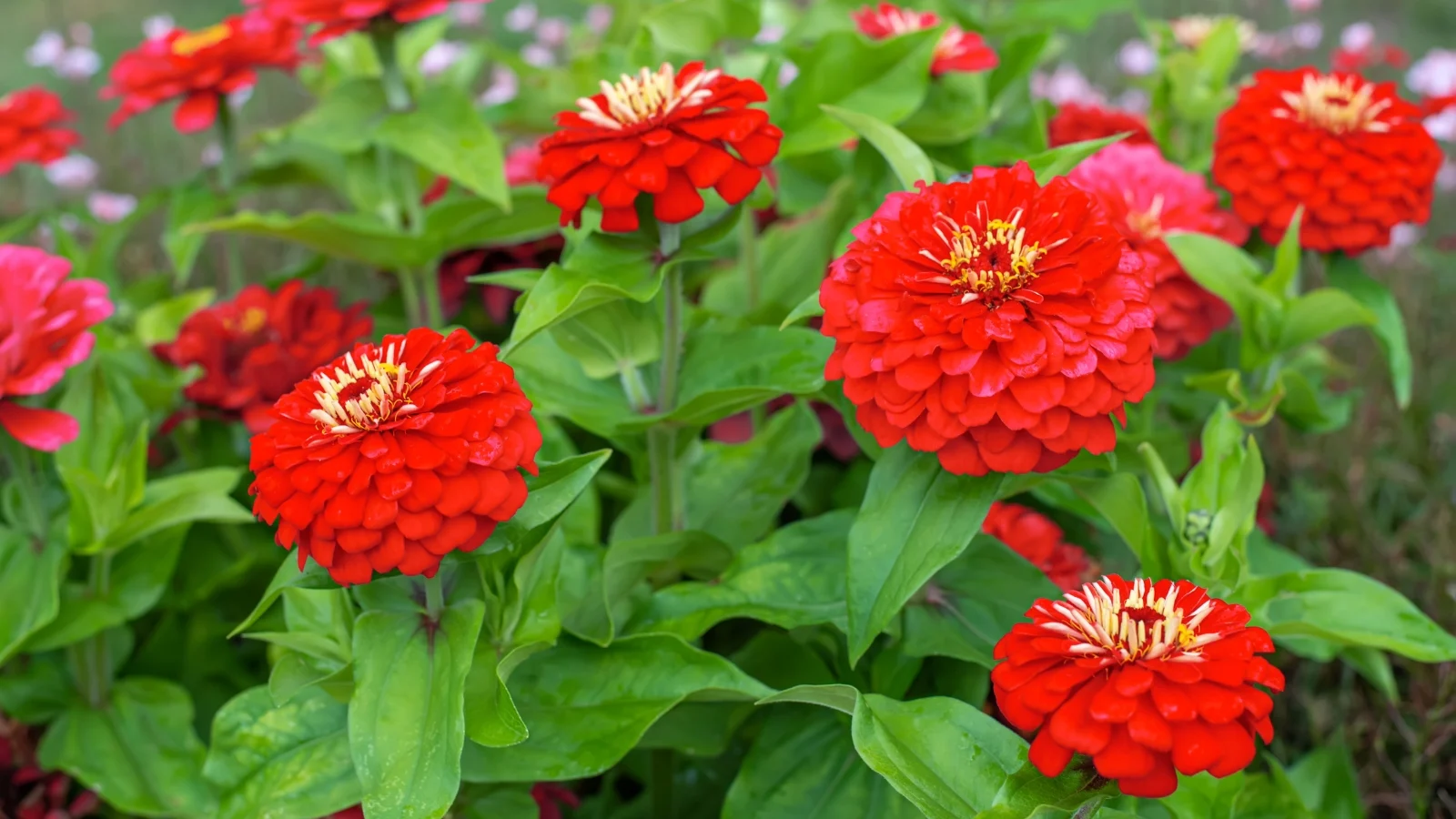 a close-up shot of vibrant red flowers. with lush green leaves, all placed on rich soil in a well lit area outdoors
