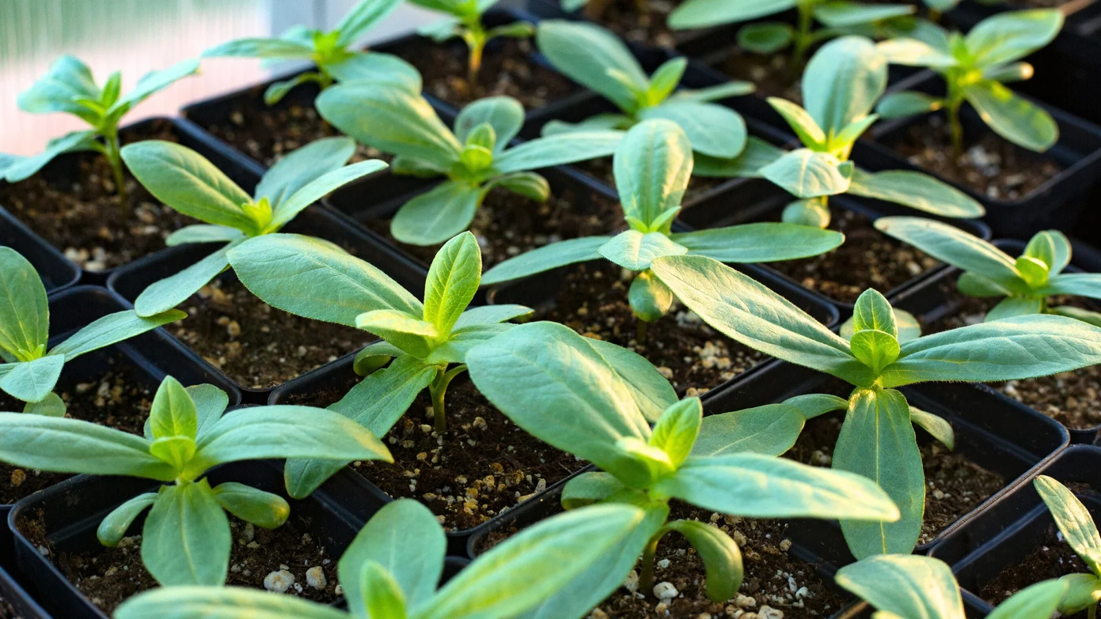 a close-up shot of a small group of young flower seedlings with oval, slightly oblong, smooth, green leaves grow in small plastic pots.