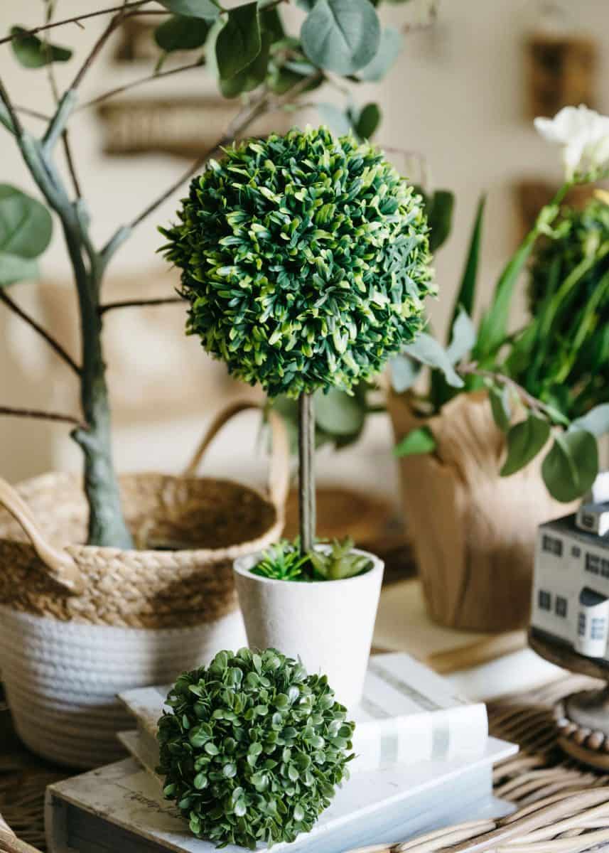 a neatly trimmed topiary plant in a white pot, set atop stacked books, with various potted plants and a decorative house model in a cozy home setting.