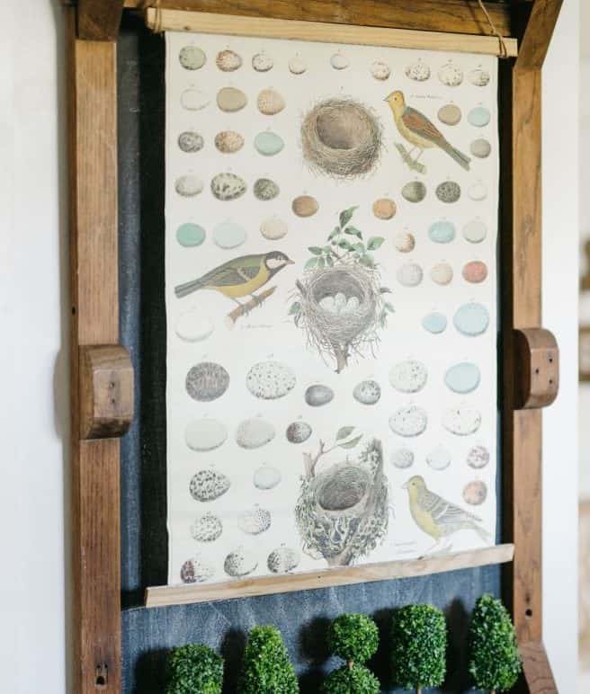 a hanging educational chart showcasing various bird eggs, a nest with eggs, and two bird species, with small decorative topiary bushes lined up below it.