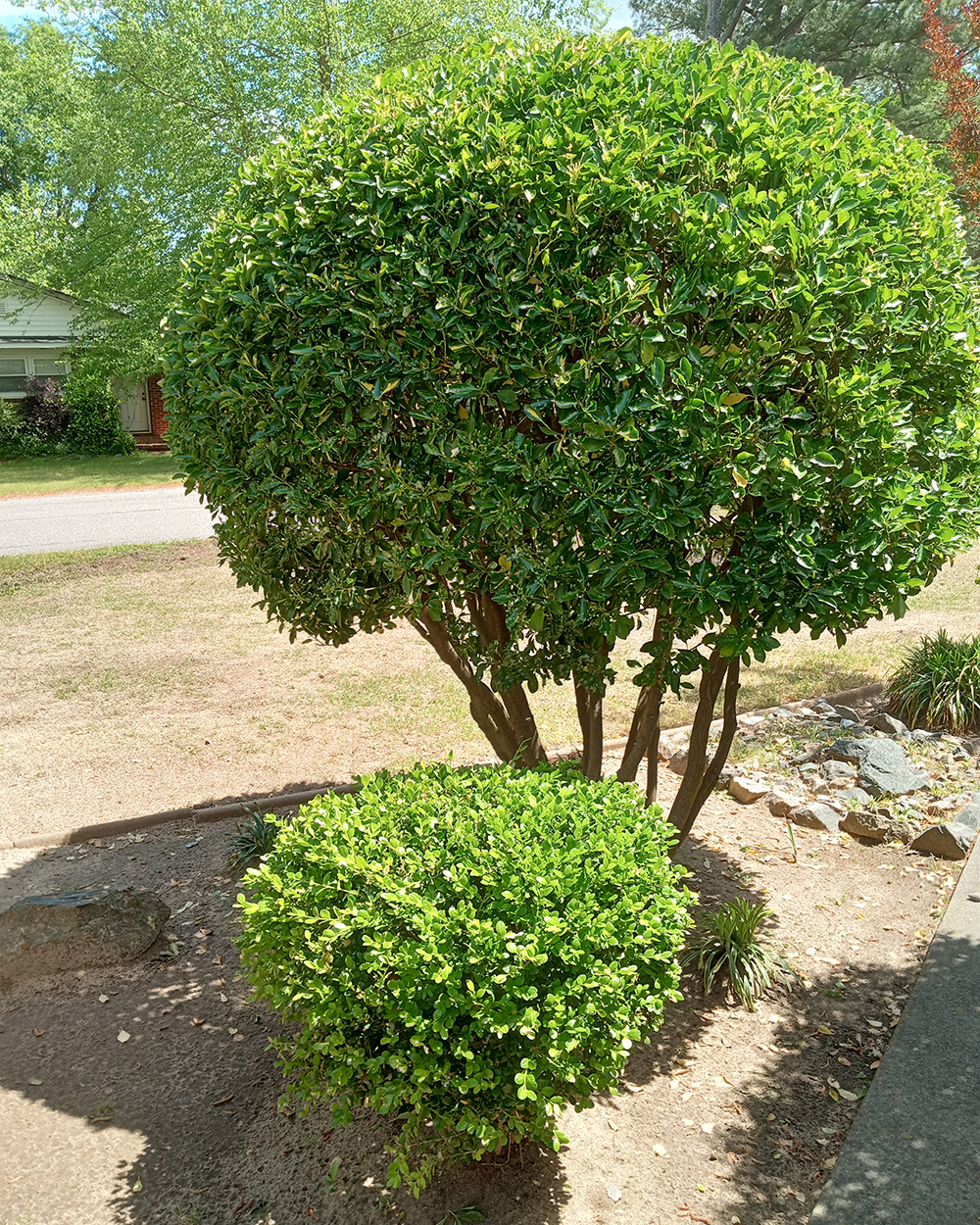two rounded shrubs