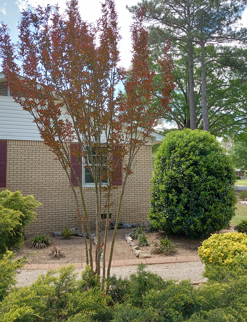 tall shrub with dark down foliage