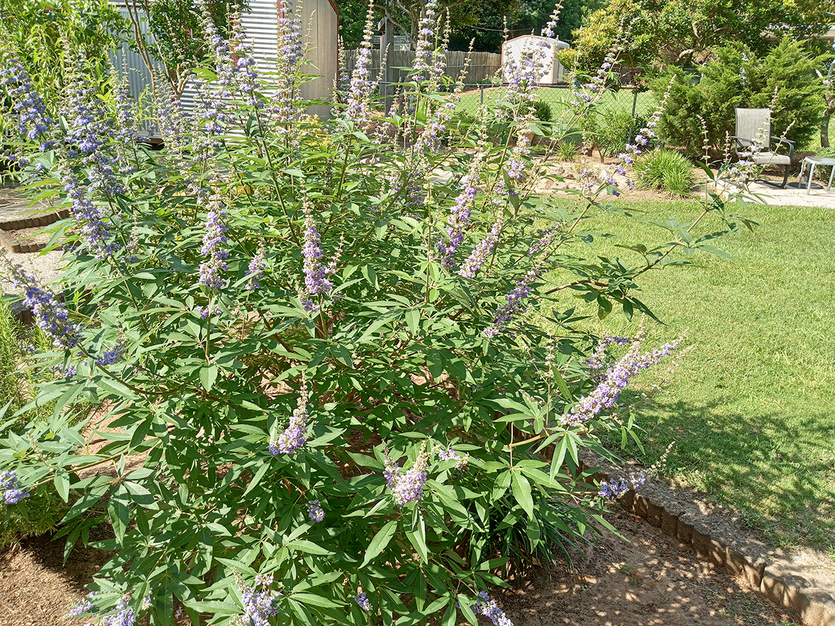 large shrub with purple flowers