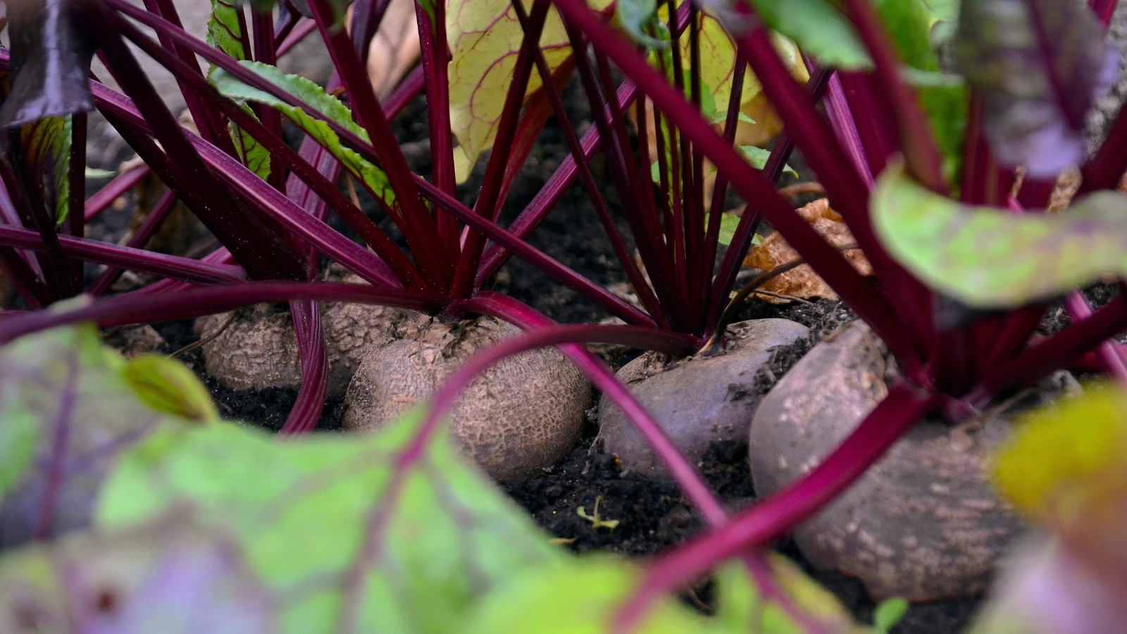 beets with broad green leaves and reddish stems grow in neat rows, their round roots partially visible in the soil.