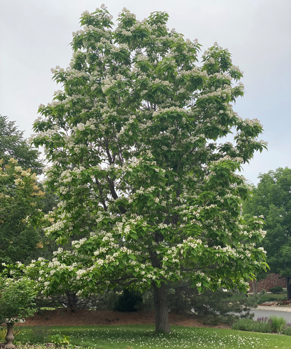 northern catalpa tree in bloom