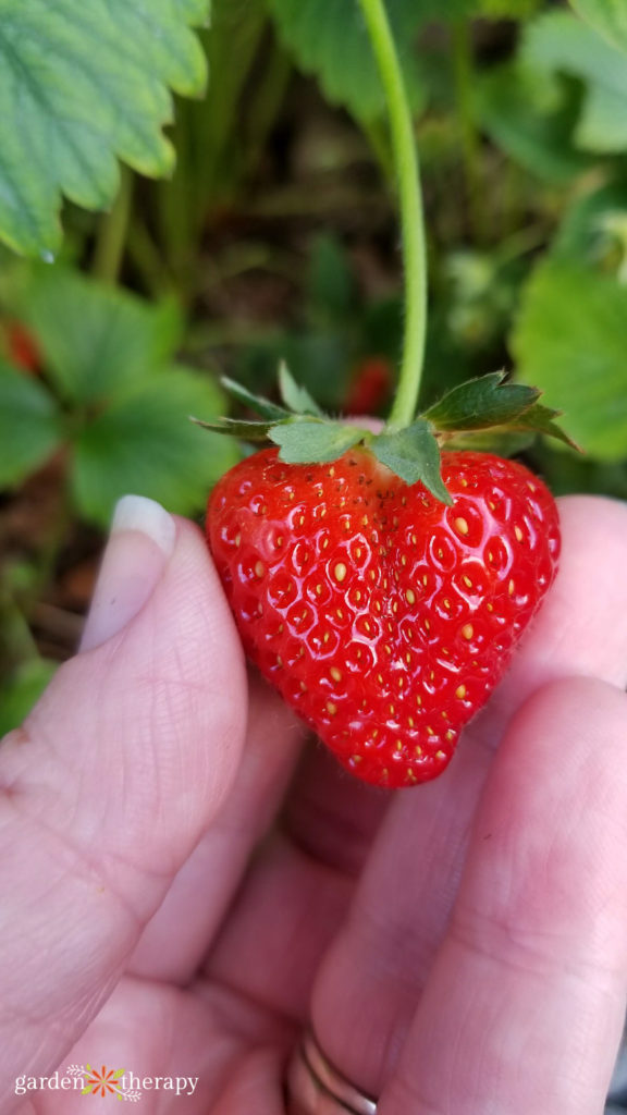 woman holding a heart-shaped strawberry attached to a vine