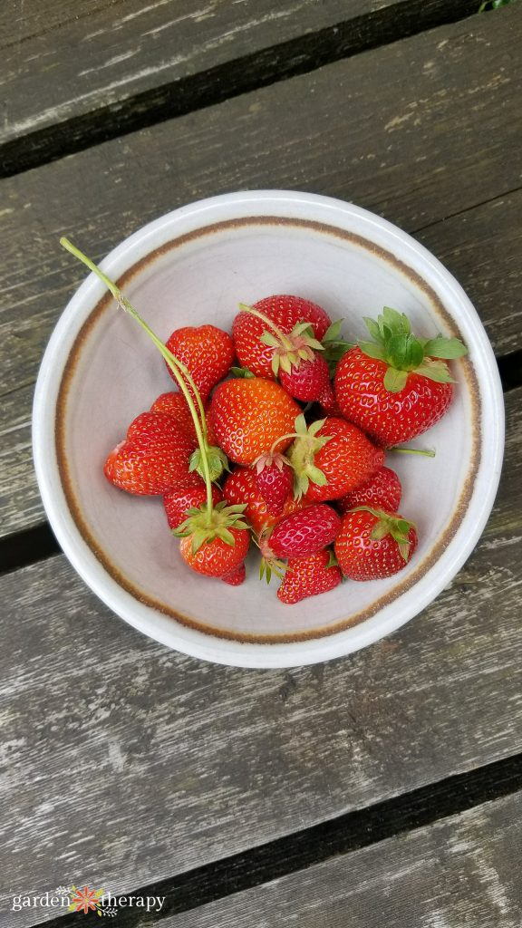 home grown strawberries in containers freshly picked in a bowl