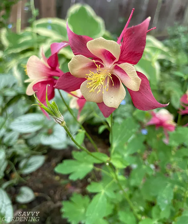 european columbine