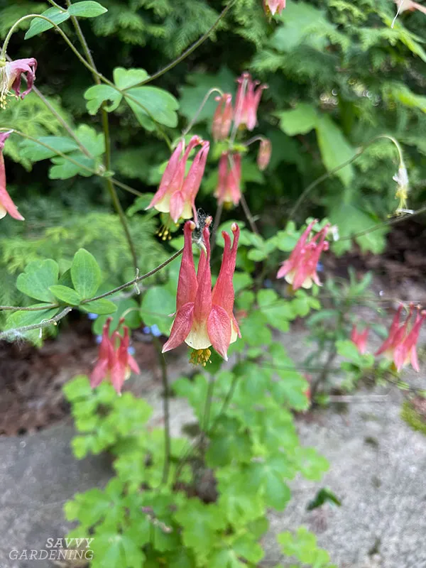 canada columbine growing between patio stones