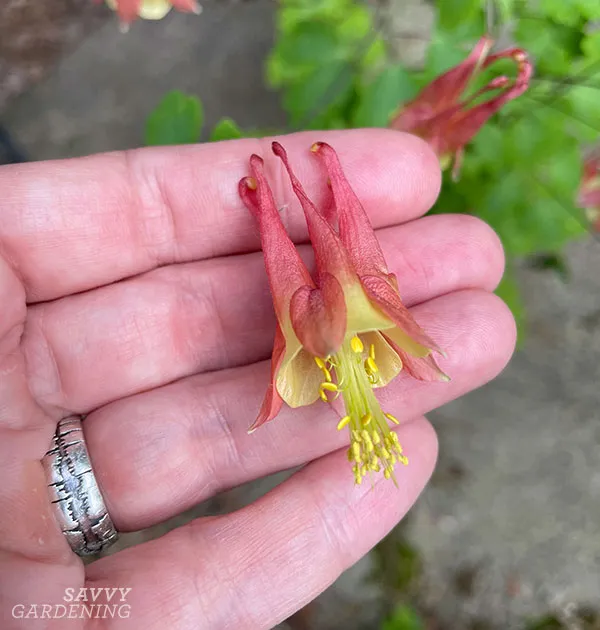 closeup of a wild columbine flower