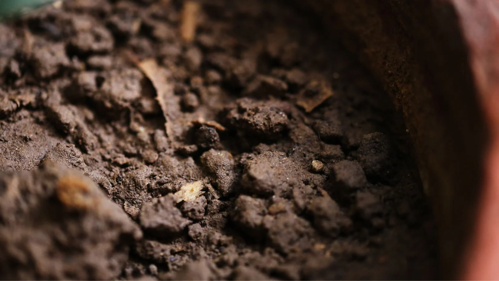 a close-up shot of a dry ovule on soil placed on a pot, placed in a well lit area