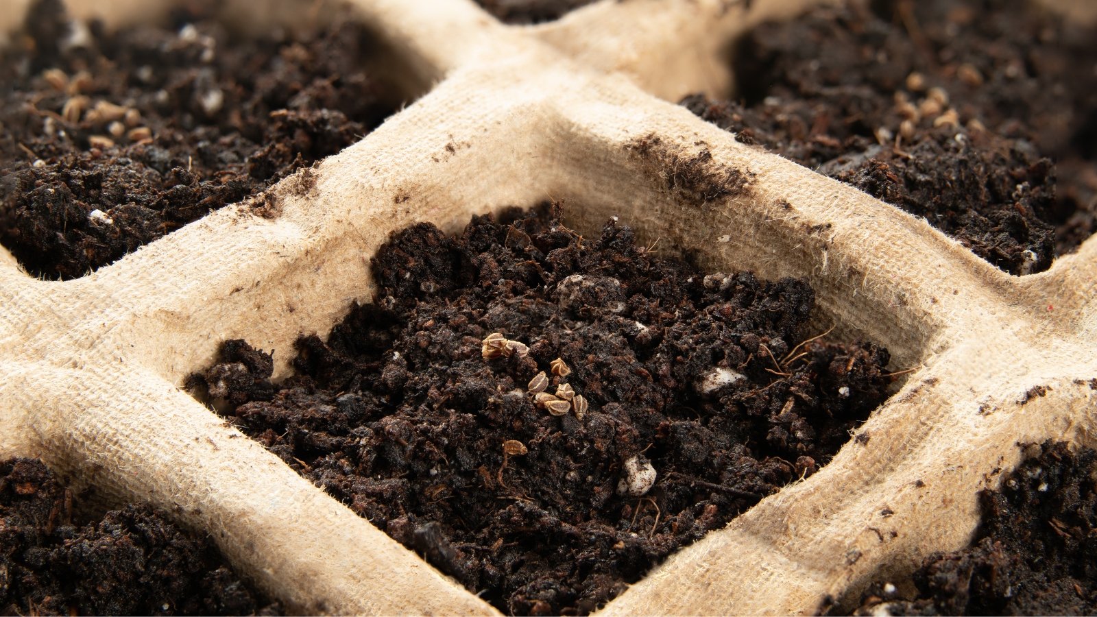 a close-up of a paper tray containing dark soil and small plant ovules