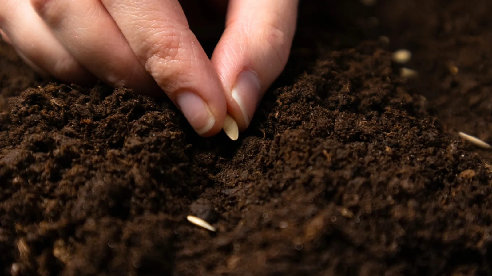 close-up of a man's hand planting tiny, teardrop-shaped, cream-colored ovules in loose, dark brown soil.