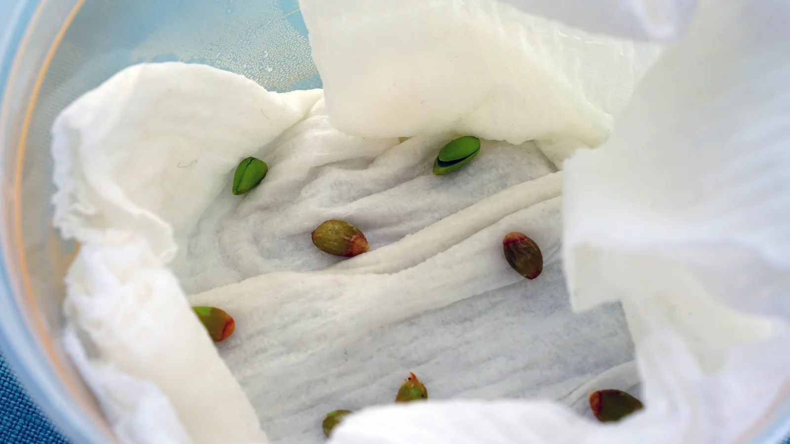 several dark brown and green ovules nestled between layers of damp white paper towels inside a clear container.