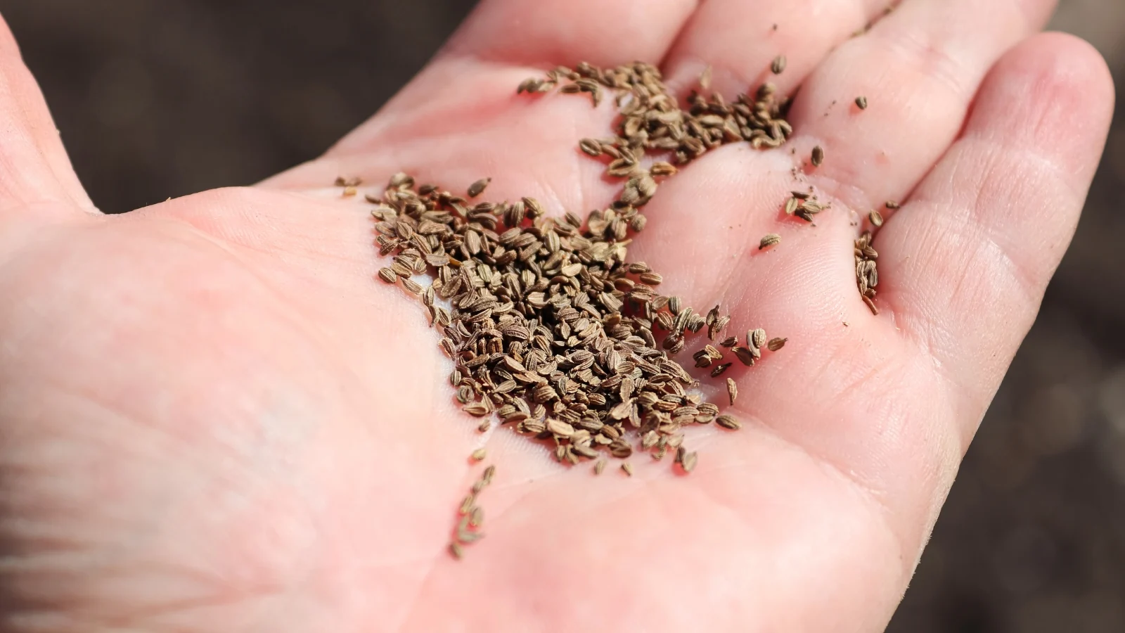 a close-up shot of a person's hand holding a small pile of dry, old crop ovules