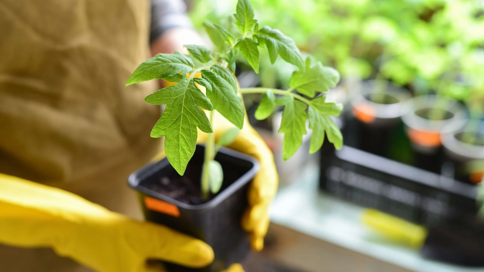 a close-up shot of a person's hand, wearing yellow gloves, holding a sprouted seedling