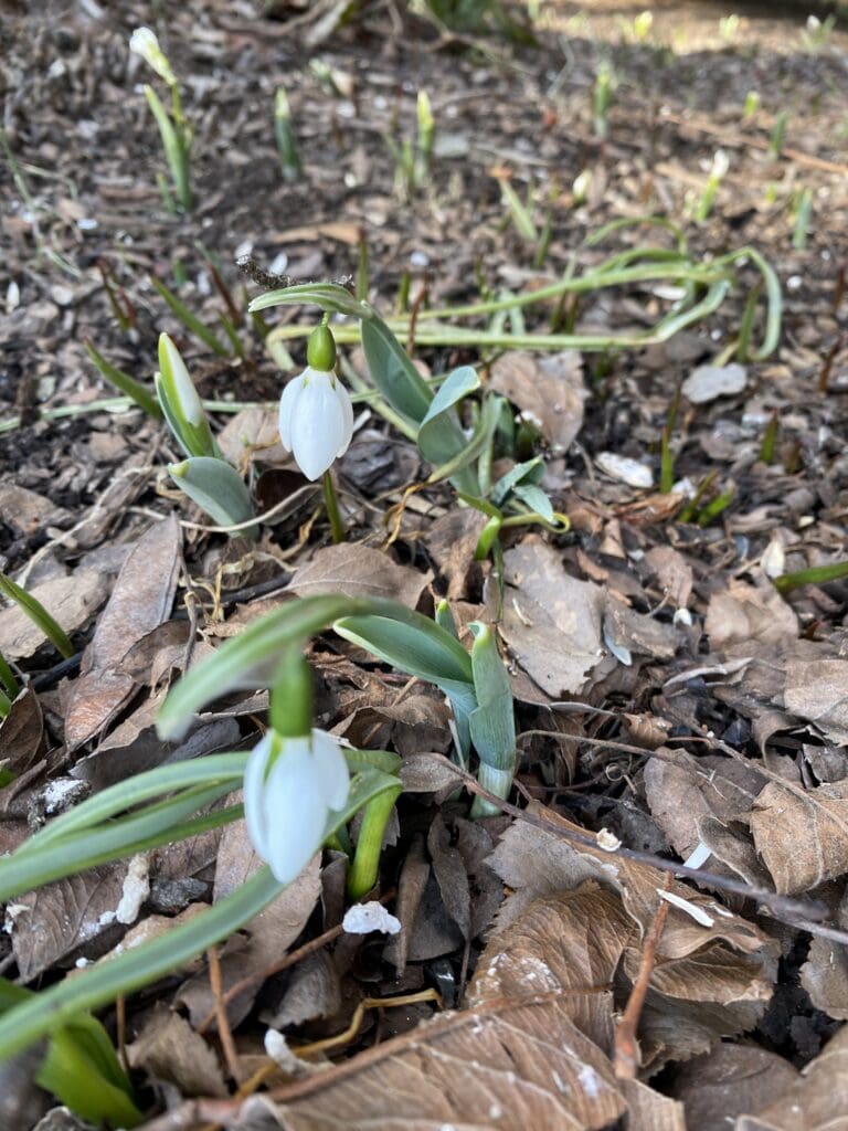 garden bloggers' bloom day - february 2026 - carol j. michel