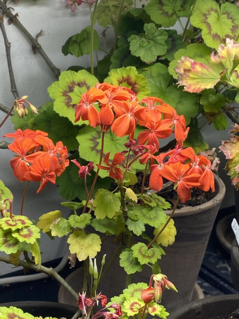 garden bloggers' bloom day - february 2026 - carol j. michel