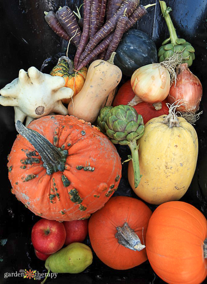 heirloom vegetables harvested from a square foot garden