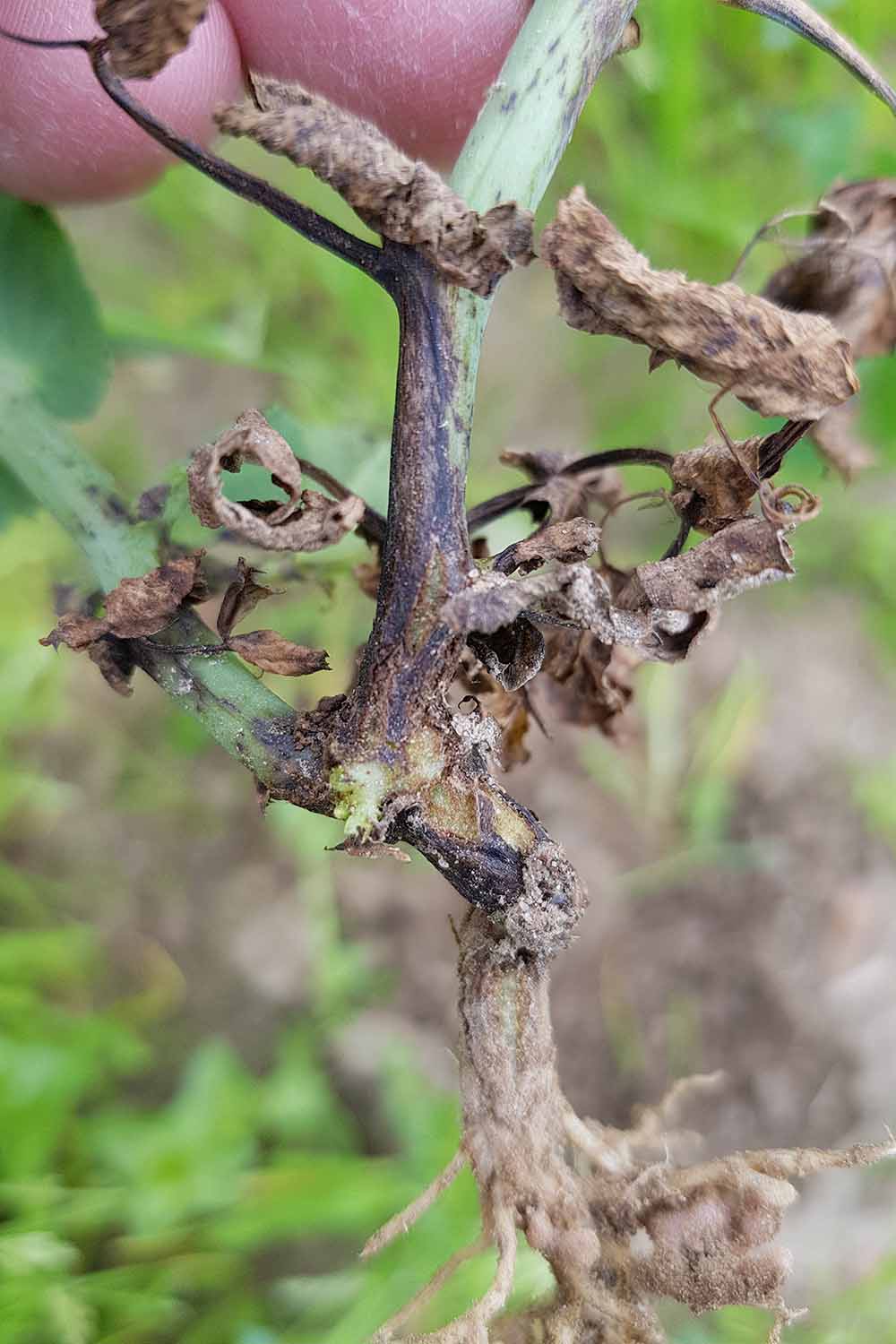 how to identify and manage 11 common bean diseases 2 a close up vertical image of an uprooted plant with symptoms of disease on the stem.