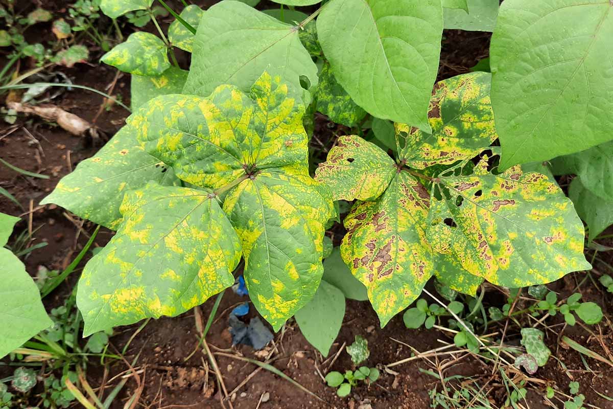how to identify and manage 11 common bean diseases 3 a close up horizontal image of the symptoms of mosaic virus on foliage.