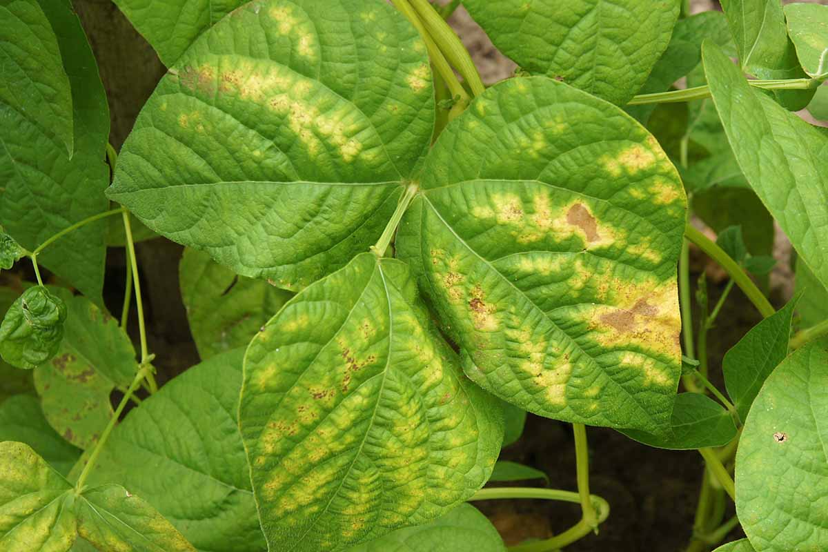 how to identify and manage 11 common bean diseases 1 a close up horizontal image of the symptoms of rust on bean plant foliage.