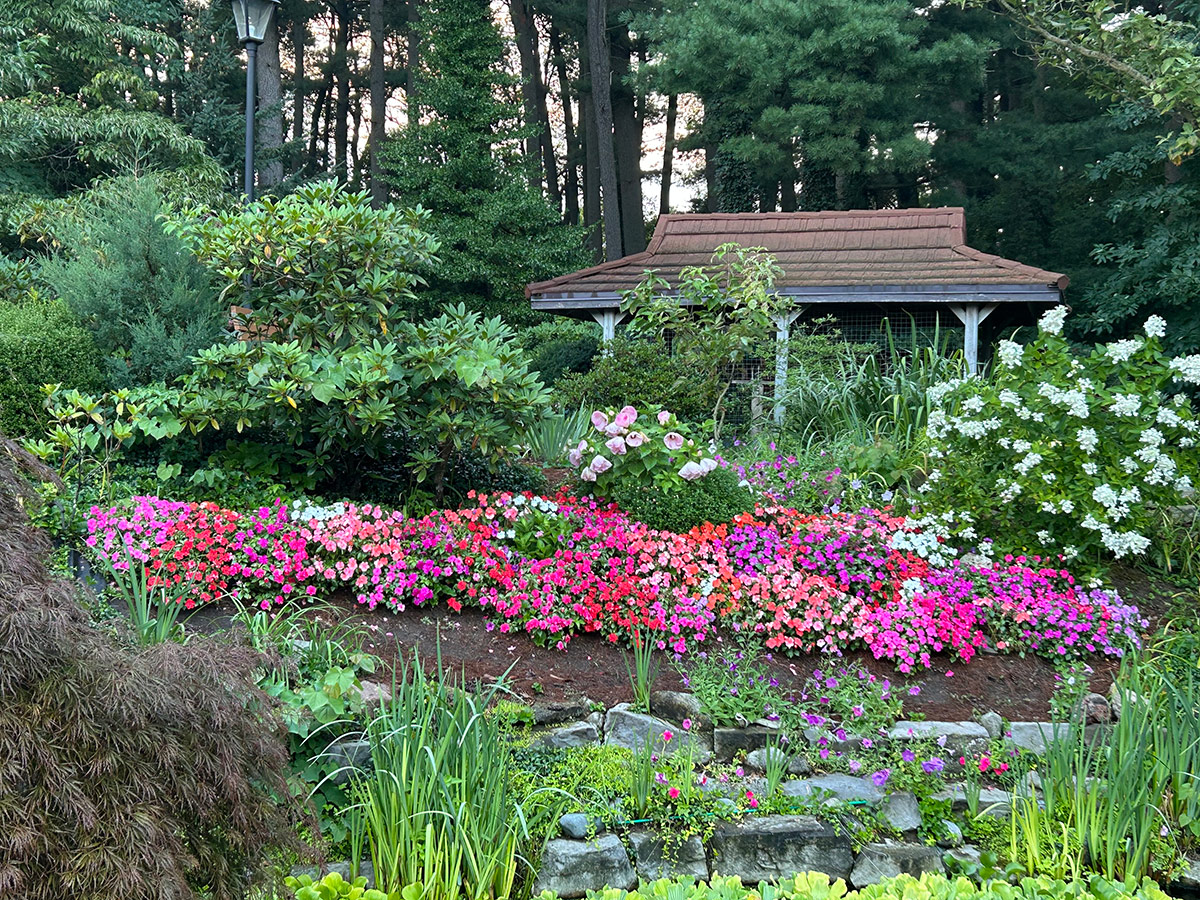 mass planting of impatiens in various colors