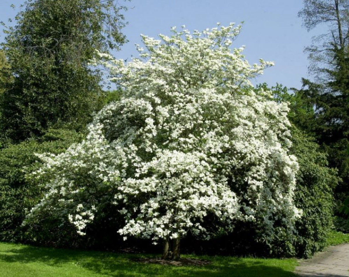 dogwood in full bloom