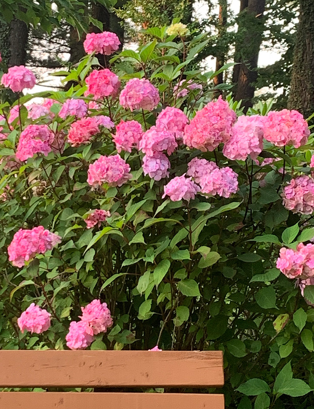 bubblegum pink mophead hydrangea