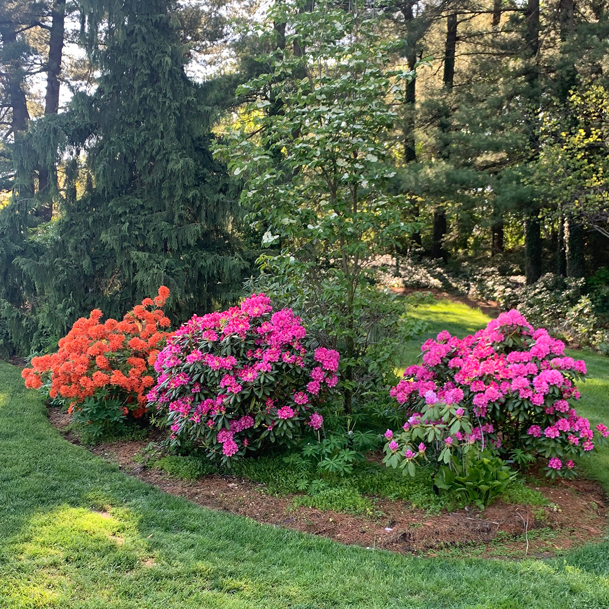 bright pink rhododendron next to bright orange azalea