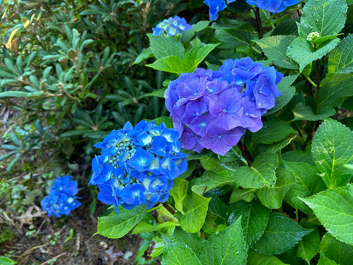 bright blue hydrangea