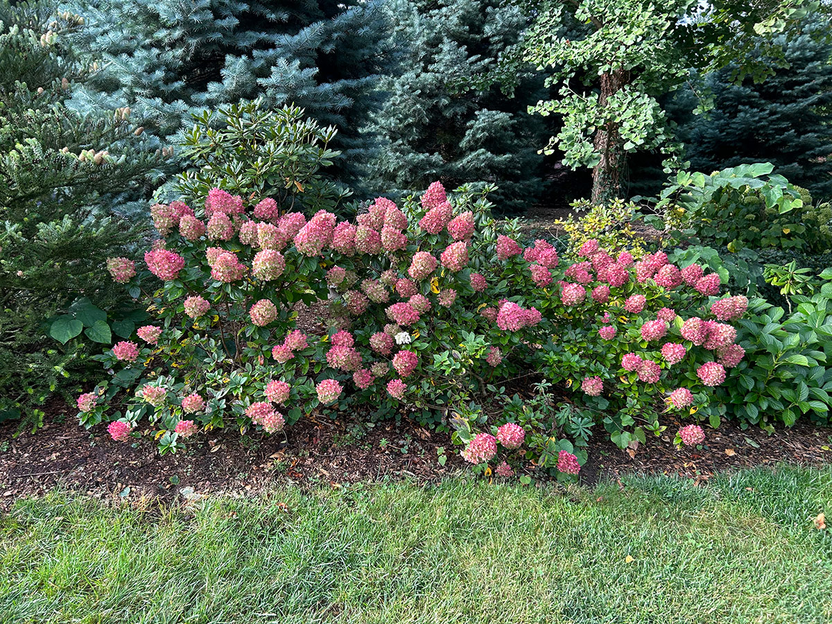 pink panicle hydrangeas in fall