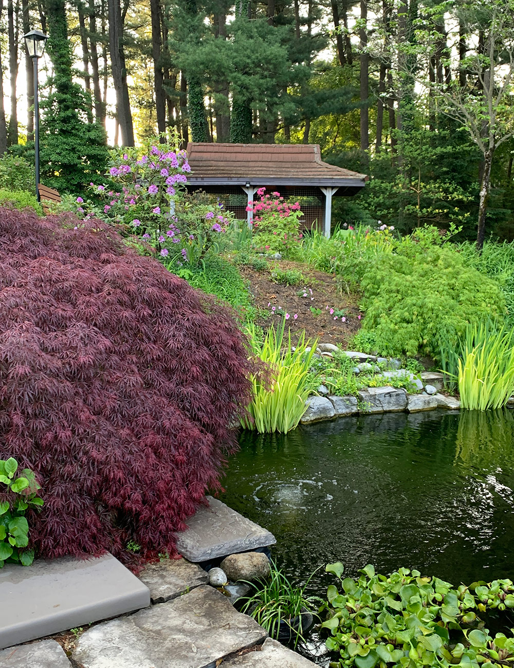 japanese maple next to garden pond