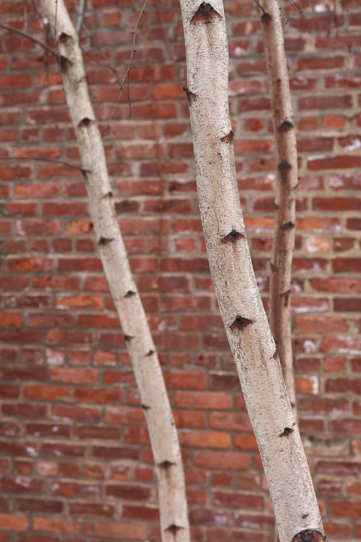 snowscape visit: the max family garden in brooklyn