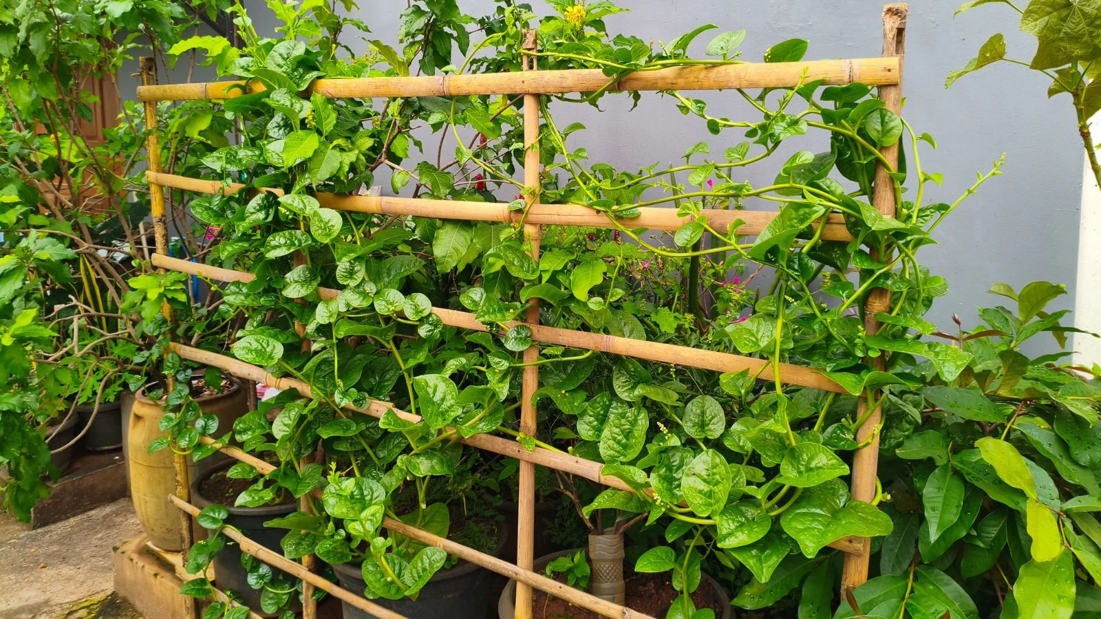 a close-up shot of a diy trellis made from leftover wood, supporting vining plants in a garden area