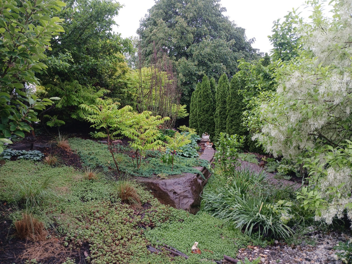 garden bed with lots of green plants