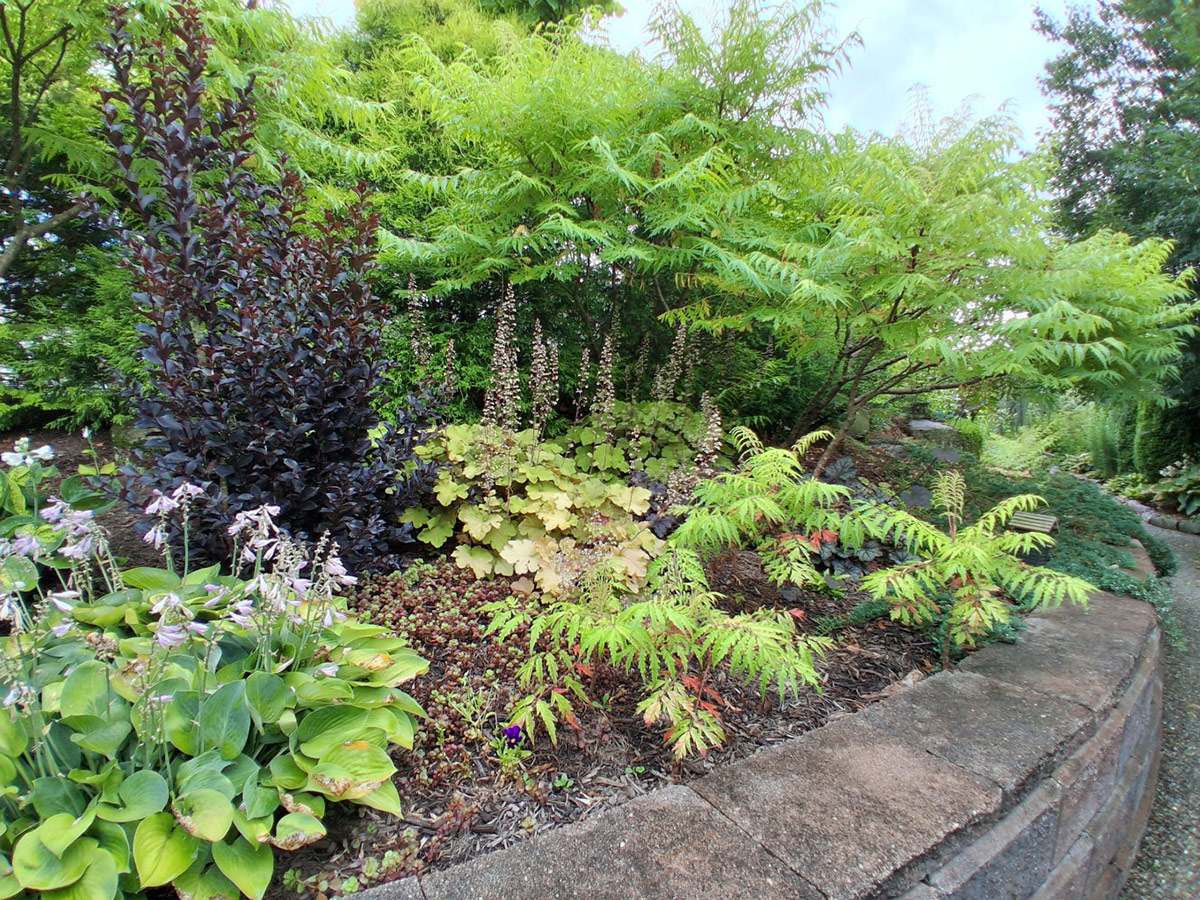 raised garden bed with shade plants