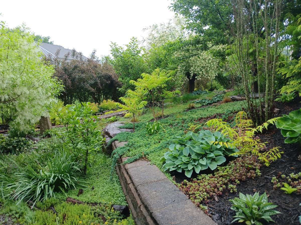 garden with with lots of green plants