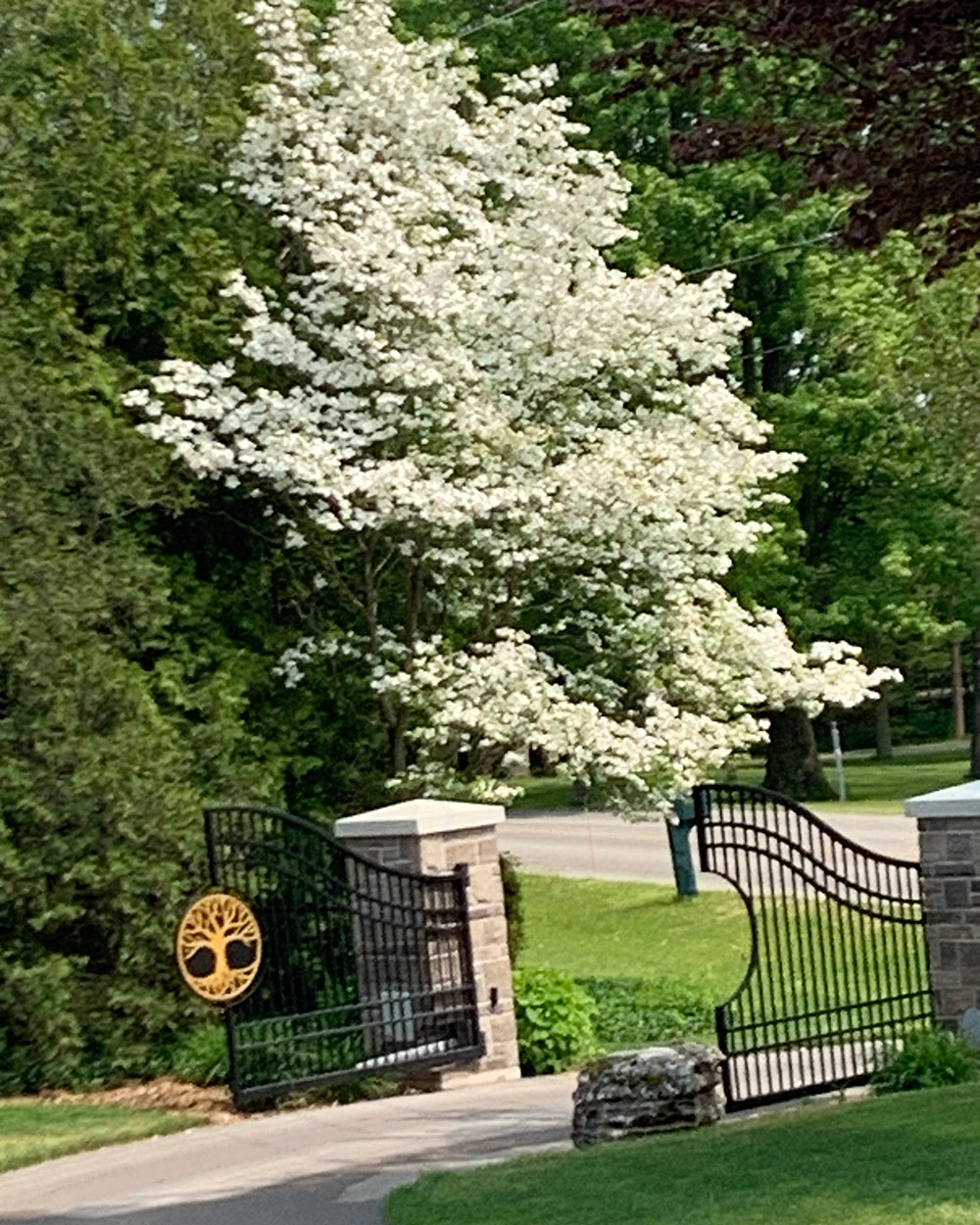 tree covered in white flowers