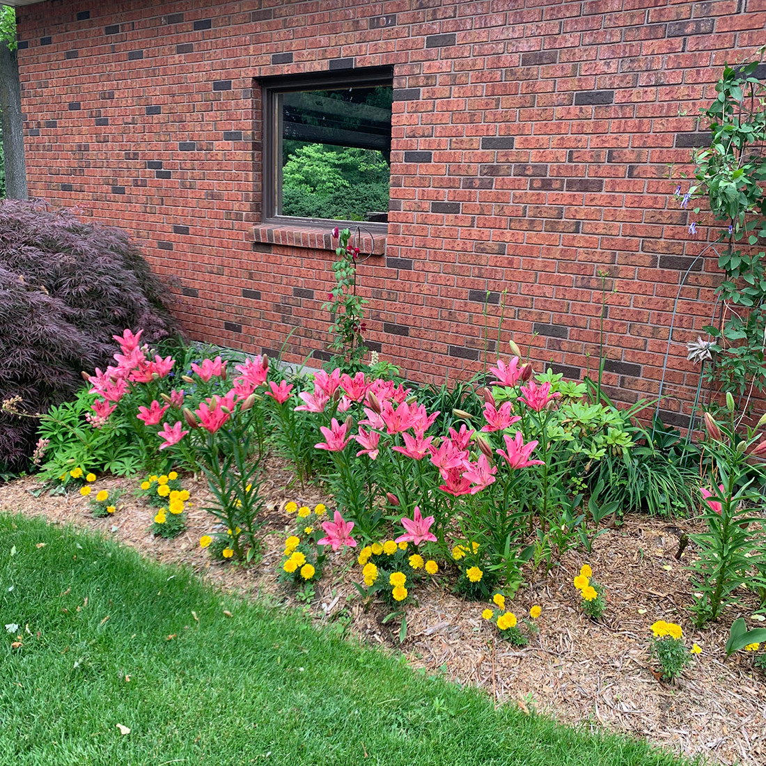 border of pink lilies and yellow marigolds