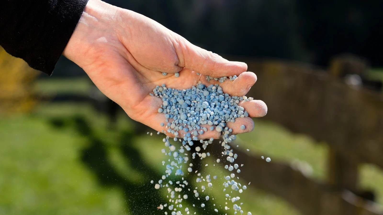 close-up of a man's hand pouring blue granular synthetic plant feed in the garden.