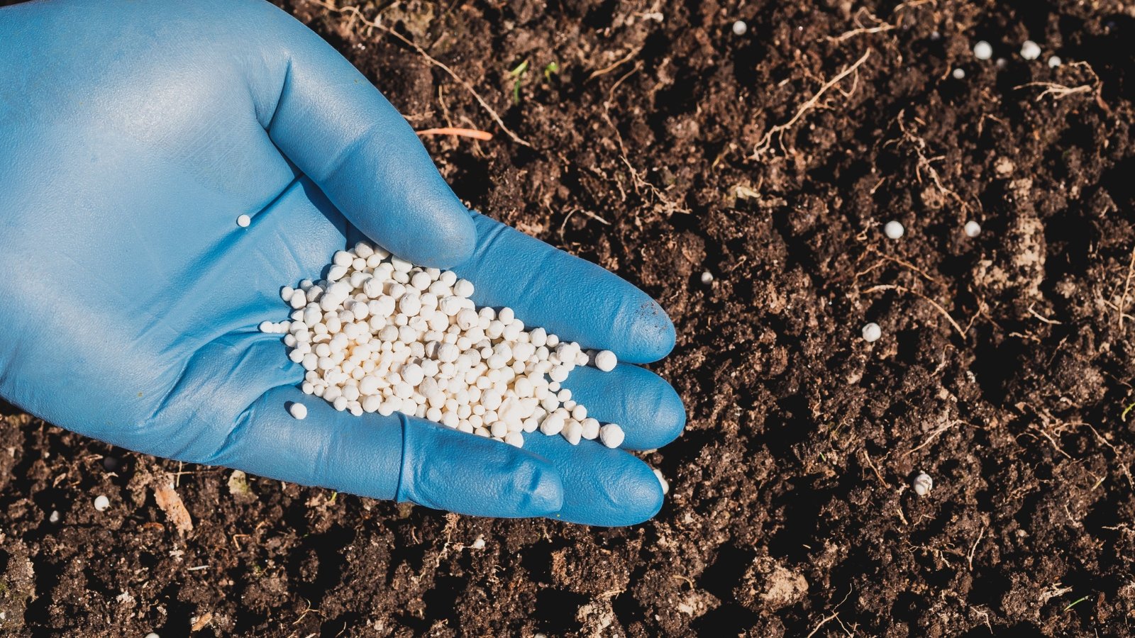 close up of gardener's hand in blue glove holding handful of white granular plant feed applying it to soil in garden.