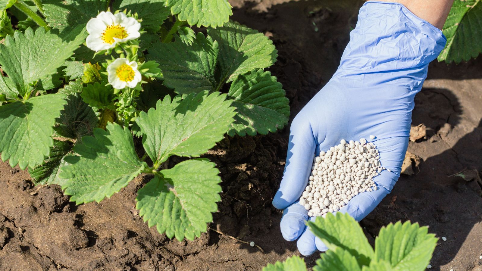 an overhead and close-up shot of a person wearing blue colored gloves, applying granular plant feed on a developing young plant
